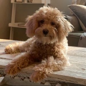 Meet your Posher, Caitlin